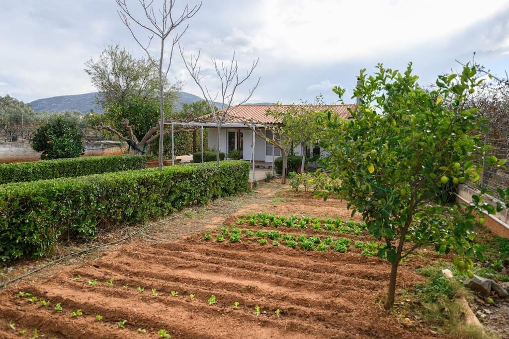 Farmbill Villa Markopoulo Mesogaias Bagian luar foto